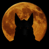 Avatar du membre